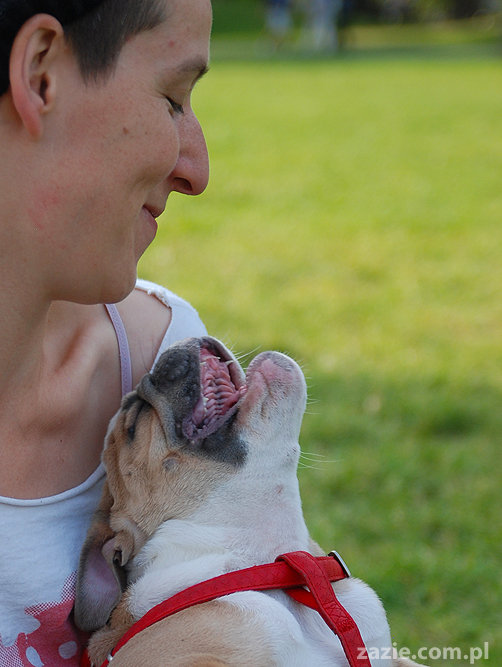 mops mopsy pugs Kumok Miszur Bułka i buldog angielski szczeniak Beza