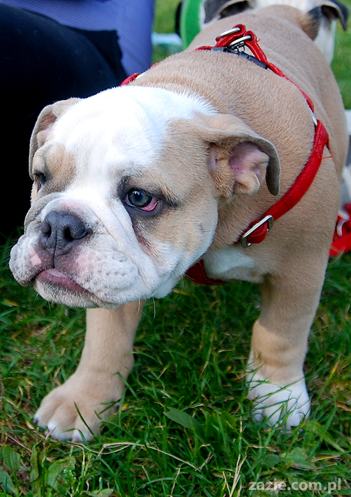 mops mopsy pugs Kumok Miszur Bułka i buldog angielski szczeniak Beza