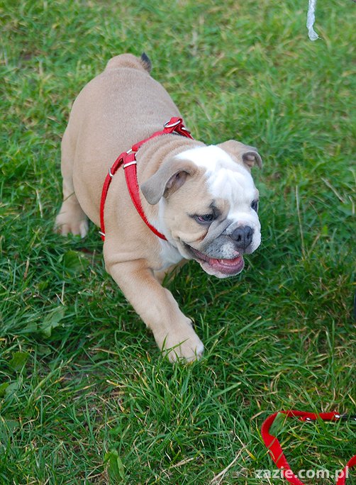 mops mopsy pugs Kumok Miszur Bułka i buldog angielski szczeniak Beza