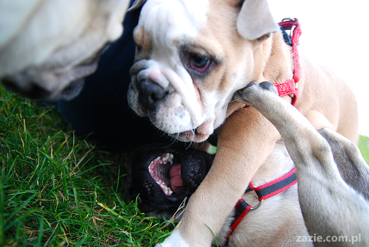 mops mopsy pugs Kumok Miszur Bułka i buldog angielski szczeniak Beza