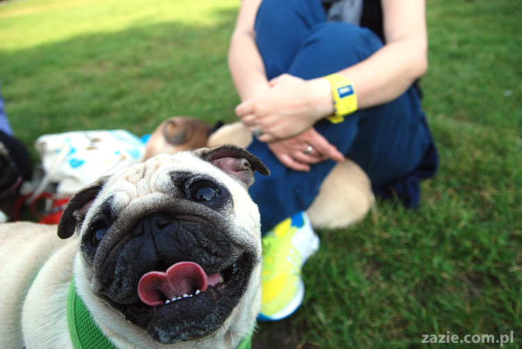 mops mopsy pugs Kumok Miszur Bułka i buldog angielski szczeniak Beza