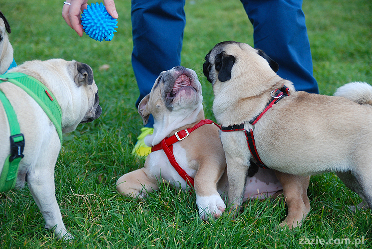 mops mopsy pugs Kumok Miszur Bułka i buldog angielski szczeniak Beza