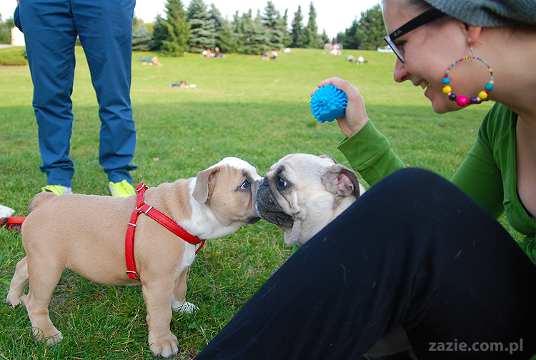 mops mopsy pugs Kumok Miszur Bułka i buldog angielski szczeniak Beza