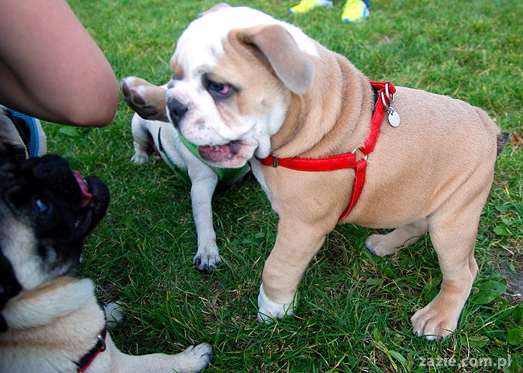 mops mopsy pugs Kumok Miszur Bułka i buldog angielski szczeniak Beza