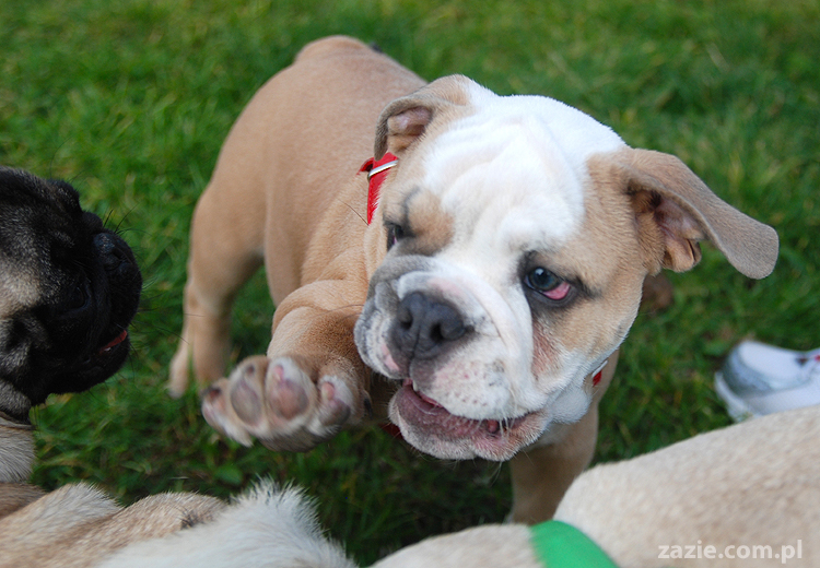 mops mopsy pugs Kumok Miszur Bułka i buldog angielski szczeniak Beza