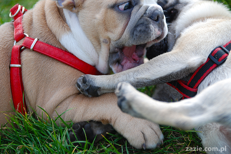 mops mopsy pugs Kumok Miszur Bułka i buldog angielski szczeniak Beza