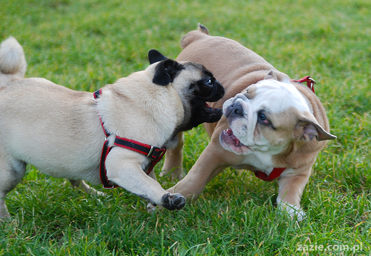 mops mopsy pugs Kumok Miszur Bułka i buldog angielski szczeniak Beza