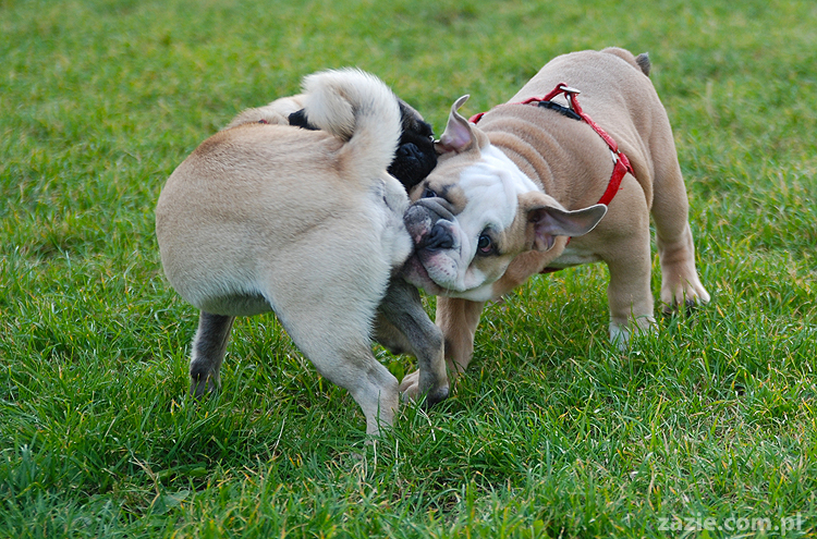 mops mopsy pugs Kumok Miszur Bułka i buldog angielski szczeniak Beza