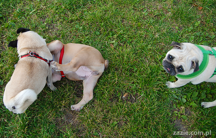 mops mopsy pugs Kumok Miszur Bułka i buldog angielski szczeniak Beza