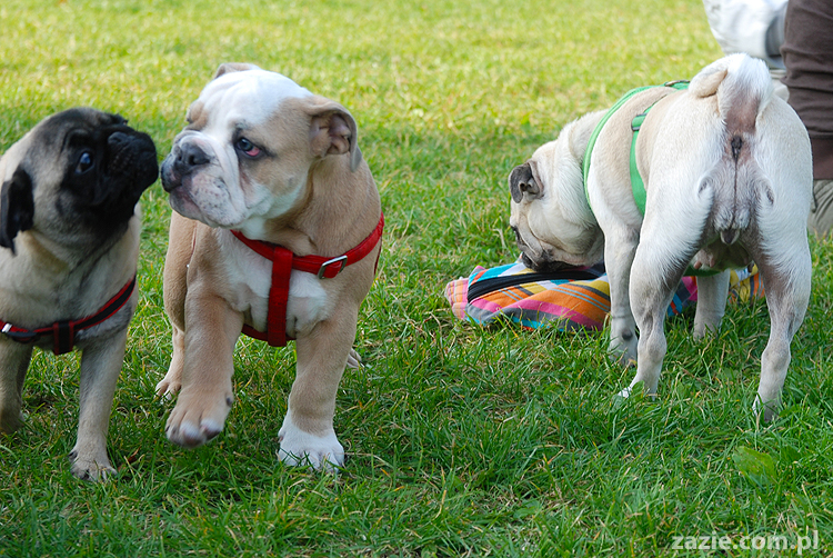 mops mopsy pugs Kumok Miszur Bułka i buldog angielski szczeniak Beza