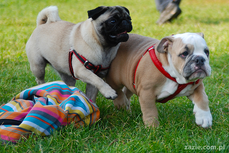 mops mopsy pugs Kumok Miszur Bułka i buldog angielski szczeniak Beza