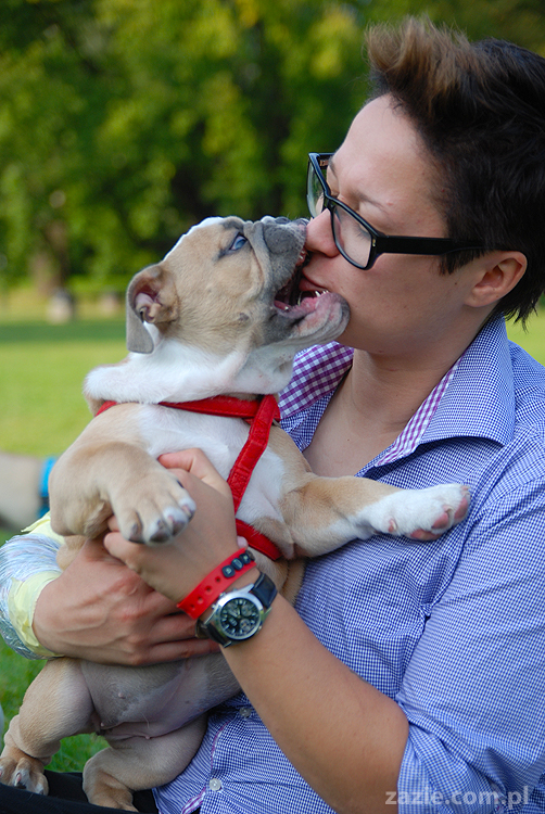 mops mopsy pugs Kumok Miszur Bułka i buldog angielski szczeniak Beza