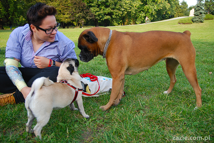 mops mopsy pugs Kumok Miszur Bułka i buldog angielski szczeniak Beza