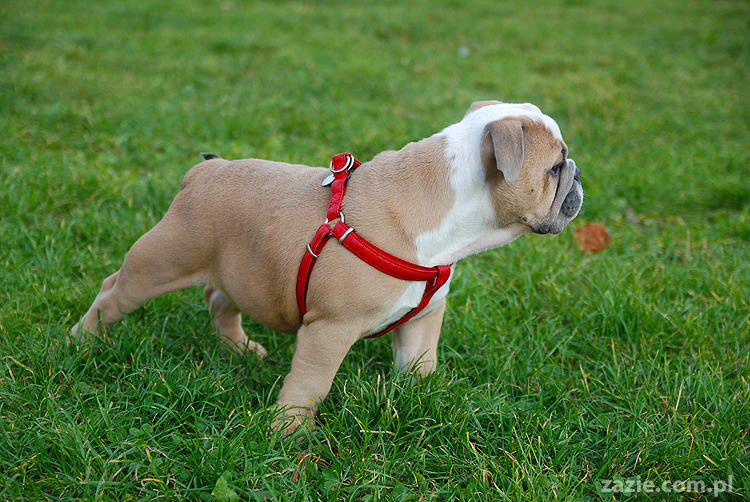 mops mopsy pugs Kumok Miszur Bułka i buldog angielski szczeniak Beza