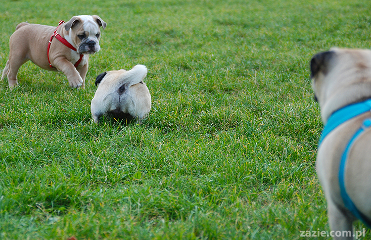 mops mopsy pugs Kumok Miszur Bułka i buldog angielski szczeniak Beza