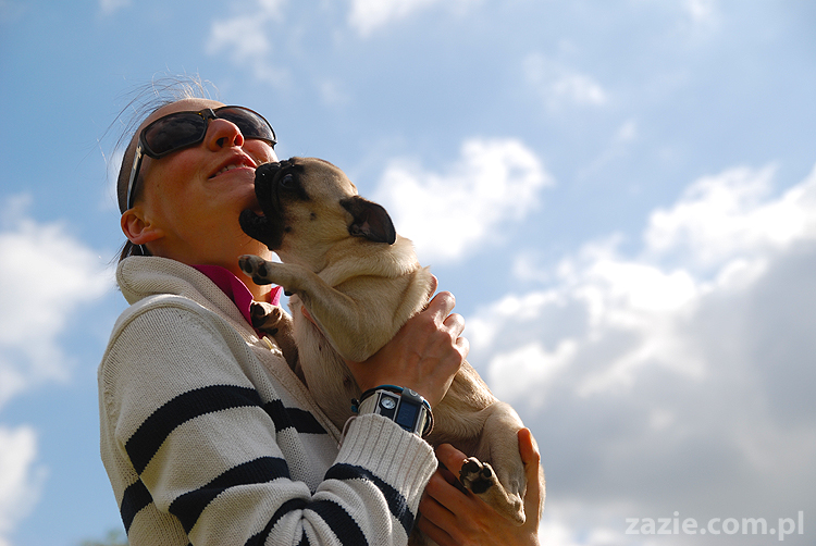 kumok i miszur mopsy pugs bułka buldożek francuski tosia