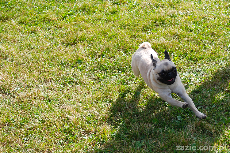 kumok i miszur mopsy pugs bułka buldożek francuski tosia