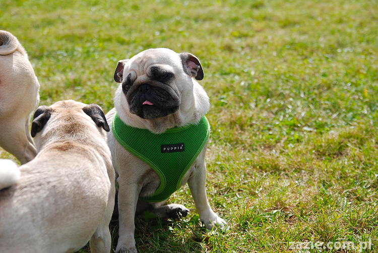 kumok i miszur mopsy pugs bułka buldożek francuski tosia