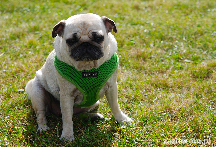 kumok i miszur mopsy pugs bułka buldożek francuski tosia
