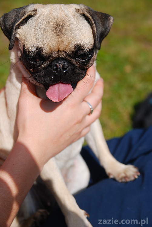 kumok i miszur mopsy pugs bułka buldożek francuski tosia