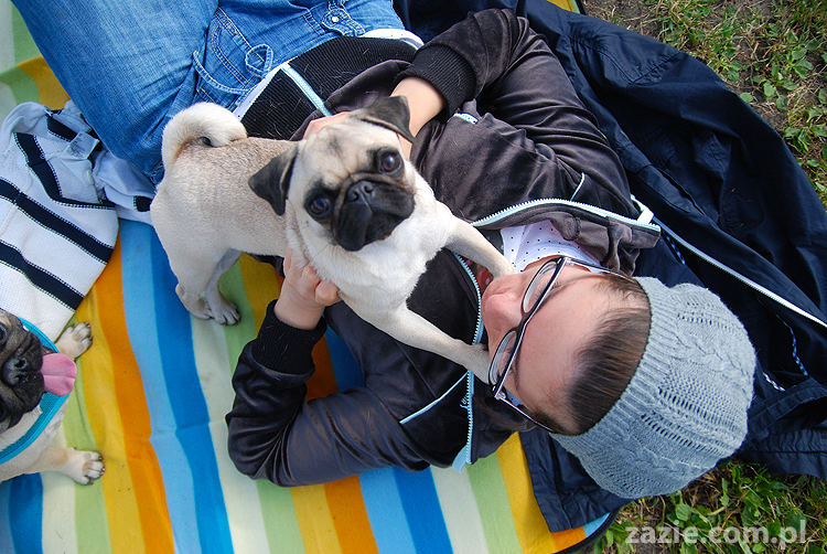 kumok i miszur mopsy pugs bułka buldożek francuski tosia