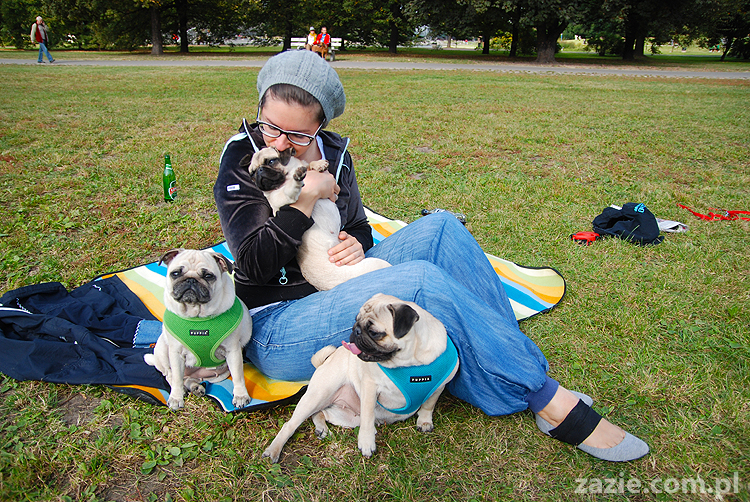 kumok i miszur mopsy pugs bułka buldożek francuski tosia