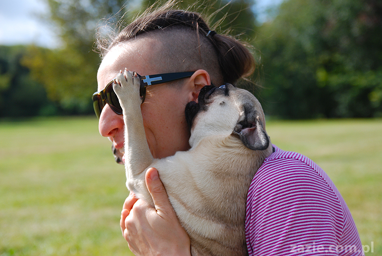 kumok i miszur mopsy pugs bułka buldożek francuski tosia