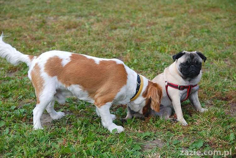 kumok i miszur mopsy pugs bułka buldożek francuski tosia