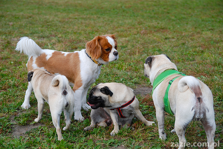 kumok i miszur mopsy pugs bułka buldożek francuski tosia