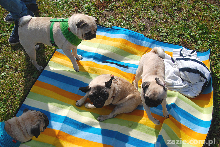 kumok i miszur mopsy pugs bułka buldożek francuski tosia