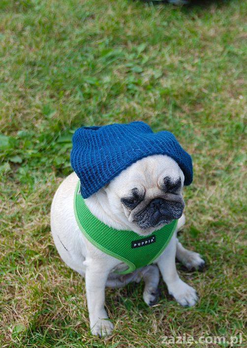 kumok i miszur mopsy pugs bułka buldożek francuski tosia