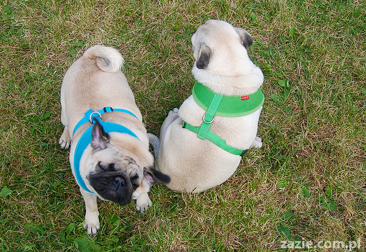 kumok i miszur mopsy pugs bułka buldożek francuski tosia
