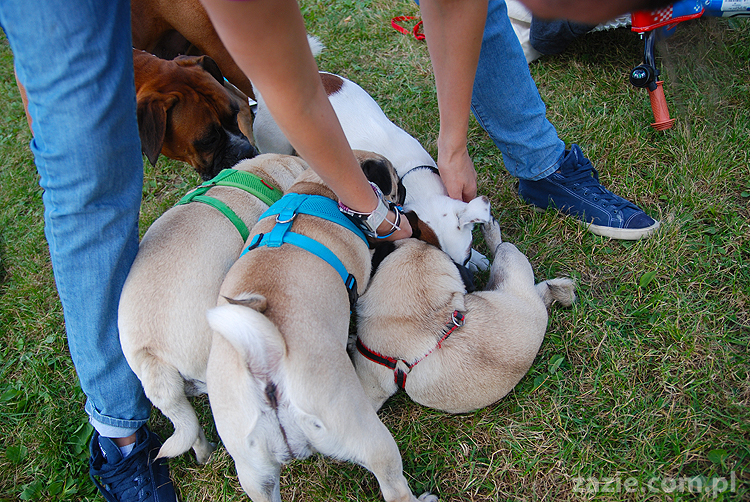 kumok i miszur mopsy pugs bułka buldożek francuski tosia