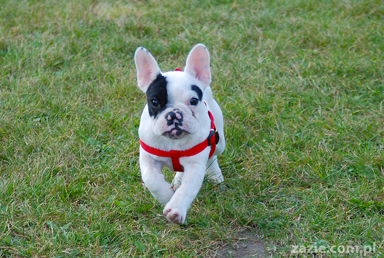 kumok i miszur mopsy pugs bułka buldożek francuski tosia