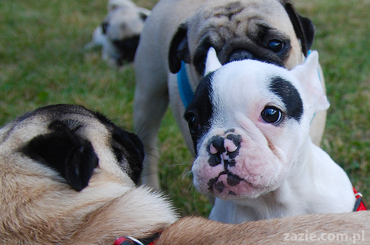 kumok i miszur mopsy pugs bułka buldożek francuski tosia