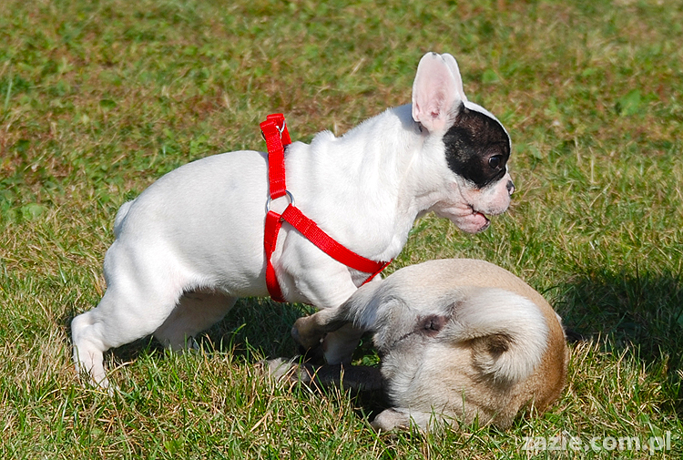 kumok i miszur mopsy pugs bułka buldożek francuski tosia