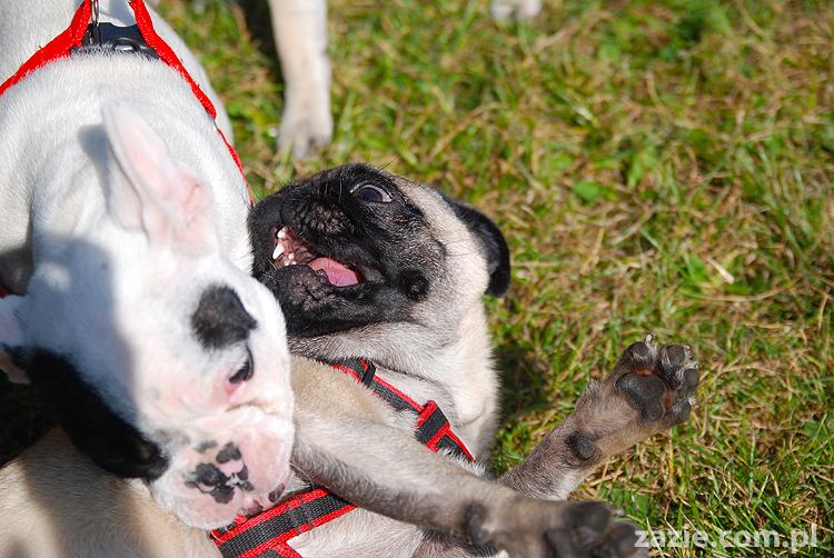 kumok i miszur mopsy pugs bułka buldożek francuski tosia