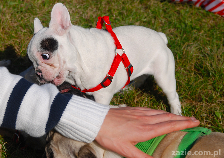 kumok i miszur mopsy pugs bułka buldożek francuski tosia
