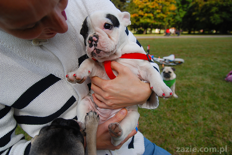 kumok i miszur mopsy pugs bułka buldożek francuski tosia
