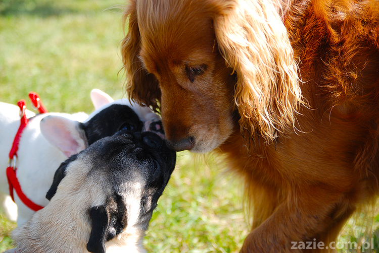 kumok i miszur mopsy pugs bułka buldożek francuski tosia