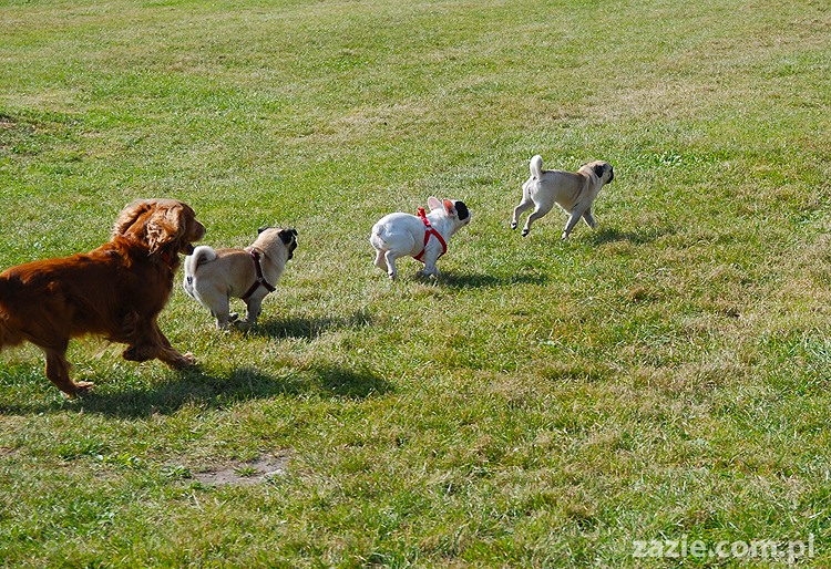 kumok i miszur mopsy pugs bułka buldożek francuski tosia