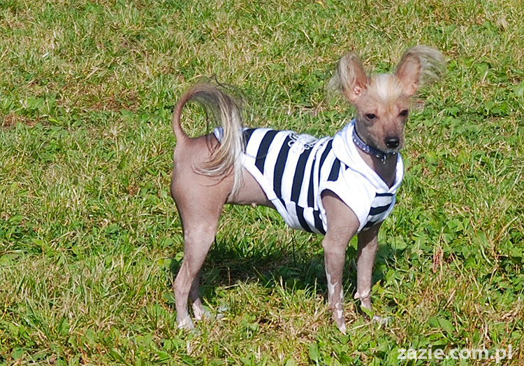 kumok i miszur mopsy pugs bułka buldożek francuski tosia