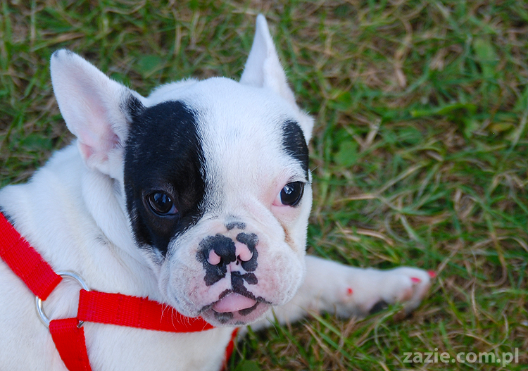 kumok i miszur mopsy pugs bułka buldożek francuski tosia