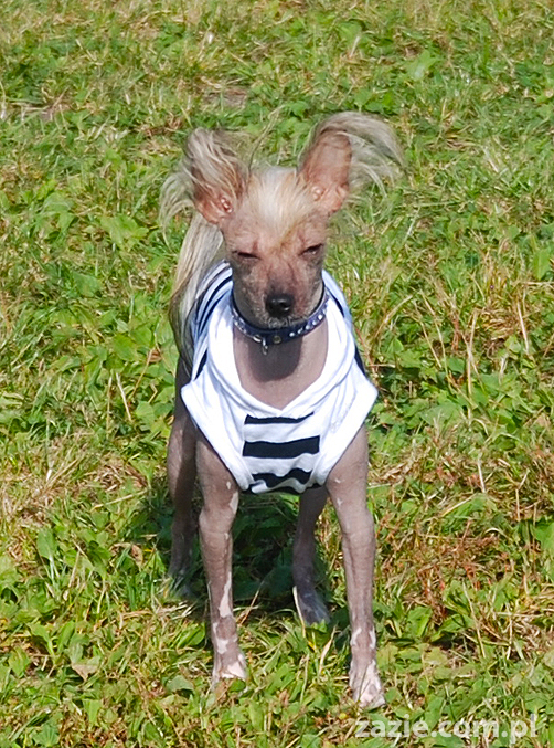 kumok i miszur mopsy pugs bułka buldożek francuski tosia