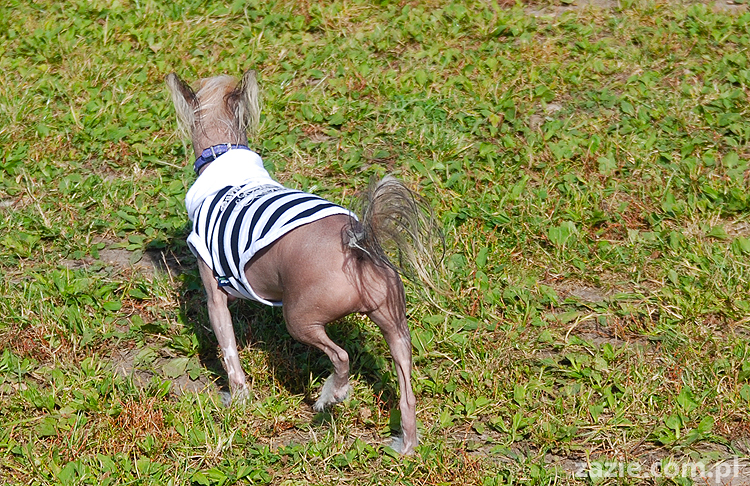 kumok i miszur mopsy pugs bułka buldożek francuski tosia