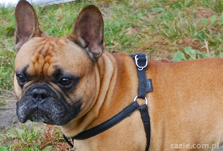 kumok i miszur mopsy pugs bułka buldożek francuski tosia