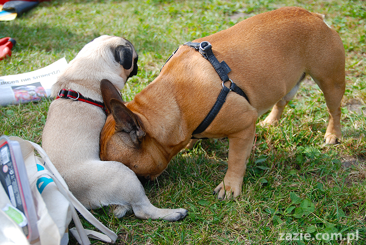 kumok i miszur mopsy pugs bułka buldożek francuski tosia