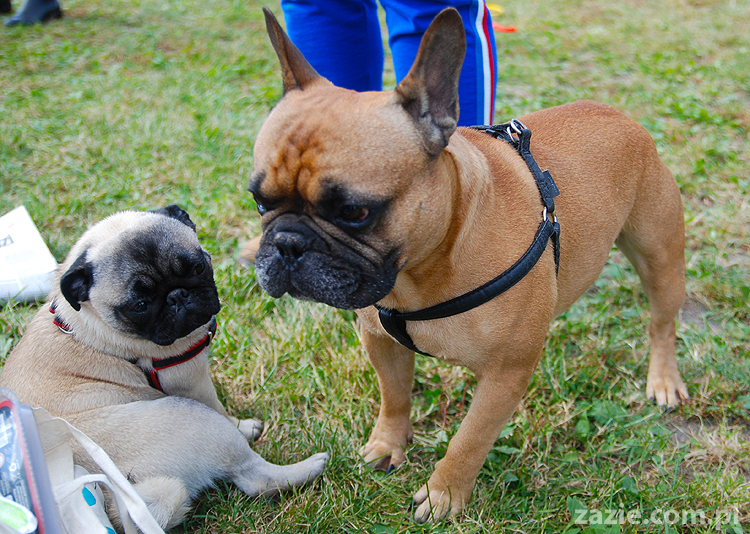 kumok i miszur mopsy pugs bułka buldożek francuski tosia