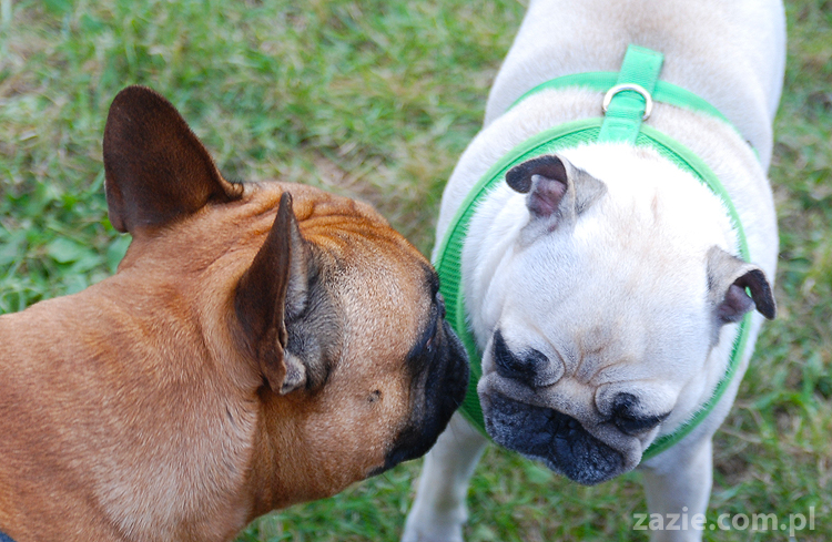 kumok i miszur mopsy pugs bułka buldożek francuski tosia