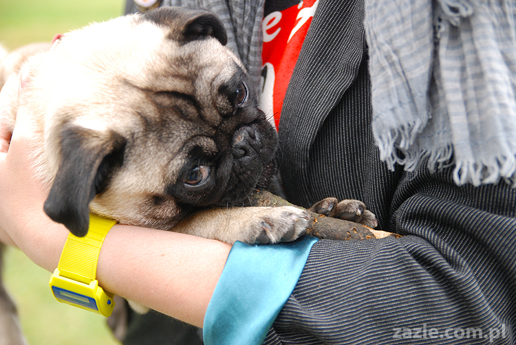 kumok i miszur mopsy pugs bułka buldożek francuski tosia
